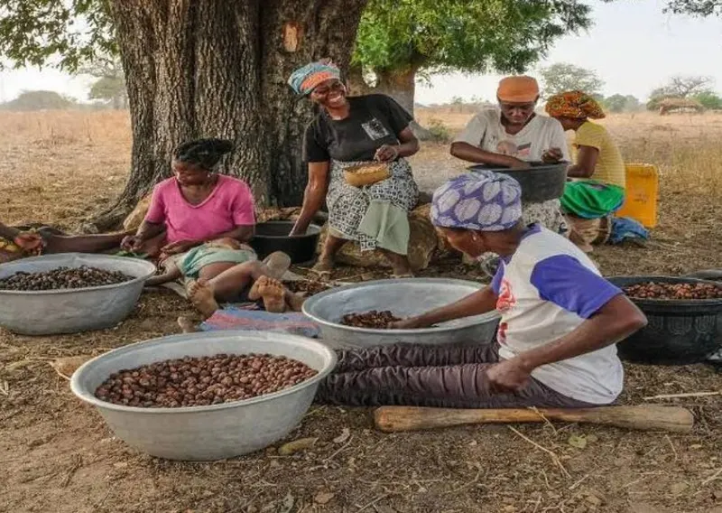 Women sorting shea nuts under a shea tree