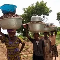 Women carrying shea to market