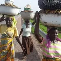 Women carrying basins of shea nuts on their heads