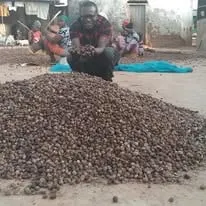A large heap of dried shea nuts ready for storage